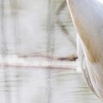 204A6769.jpg   Grande aigrette